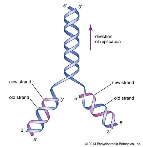 semiconservative replication refers to